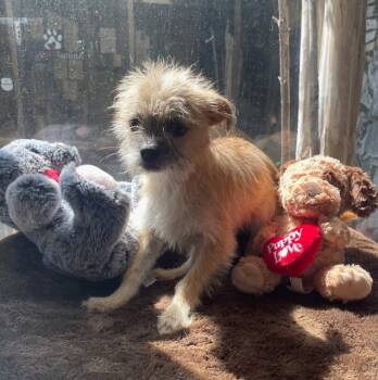 Rescue Terrier Dogs for Adoption in Fort Worth, Texas - Cutie Patootie | PetCurious