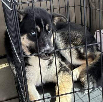 Shepherd and Husky Dogs Available for Adoption in Clovis, New Mexico - Romeo | PetCurious