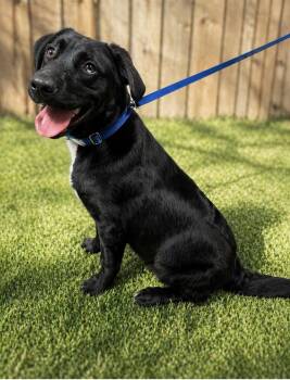 Black Labrador Retriever and Flat Coated Retriever Dogs Available for Adoption in Euless, Texas - Rookie | PetCurious
