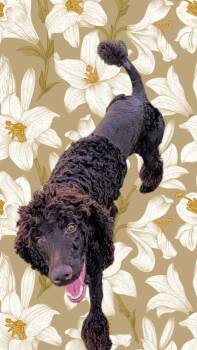 Koco Moe -  Standard Poodle Dog for Adoption in Chandler, Arizona - Koco Moe | PetCurious