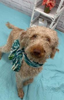 Labradoodle and Mixed Breed Dogs Available for Adoption - Primrose | PetCurious