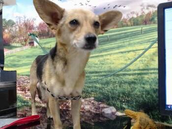 A552171 -  Chihuahua and Mixed Breed Dog for Adoption in Moreno Valley, California - A552171 | PetCurious