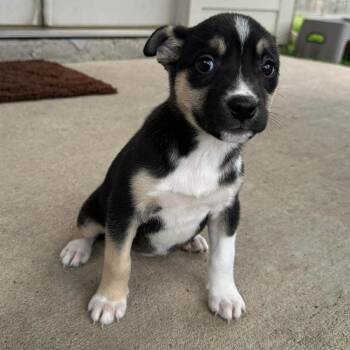 Husky and Shepherd Dogs Available for Adoption in Bryan, Texas - Zadie | PetCurious