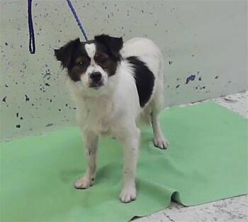 MAX -  Chihuahua and Mixed Breed Dog for Adoption in Houston, Texas - MAX | PetCurious