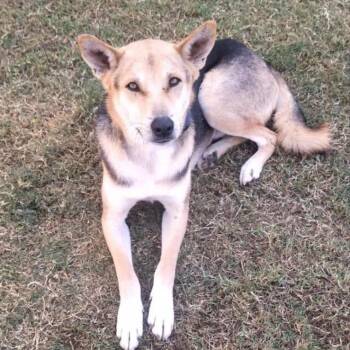 Husky Dogs Available for Adoption in New York, New York - Sasha | PetCurious