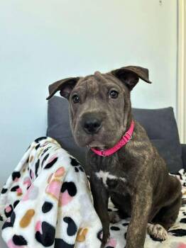Wirehaired Terrier Dogs Available for Adoption in South Houston, Texas - Honey | PetCurious