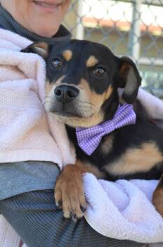 Mixed Breed Dogs Available for Adoption - Cheddar | PetCurious