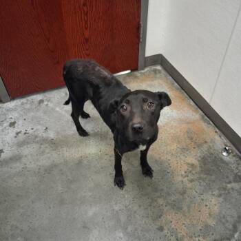 Stacy -  Labrador Retriever Dog for Adoption in Gautier, Mississippi - Stacy | PetCurious
