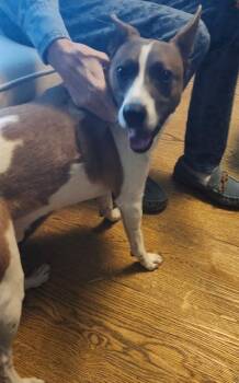 Australian Cattle Dog Blue Heeler Dogs Available for Adoption in San Antonio, Texas - WILE E | PetCurious