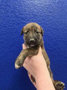 Doc -  Dutch Shepherd and Mixed Breed Dog for Adoption in Morton Grove, Illinois - Doc | PetCurious