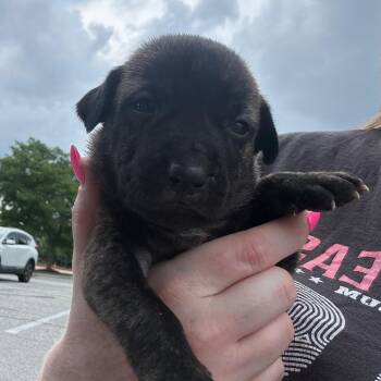 Mocha -  Mixed Breed Dog for Adoption in Rockville, Maryland - Mocha | PetCurious