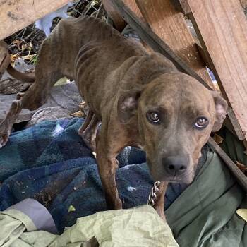 Rescue Mixed Breed Dogs for Adoption in Chattanooga, Tennessee - Ari | PetCurious