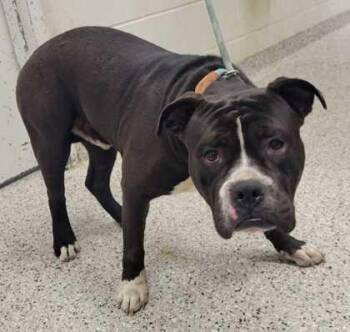 Bubsy -  Pit Bull Terrier and Mixed Breed Dog for Adoption in Kansas City, Missouri - Bubsy | PetCurious