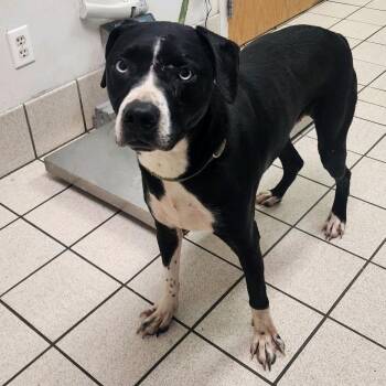 Granola -  Mixed Breed Dog for Adoption in Charleston, West Virginia - Granola | PetCurious