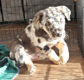 Catahoula Leopard Dog and Terrier Dogs Available for Adoption in Aurora, Illinois - Finn | PetCurious