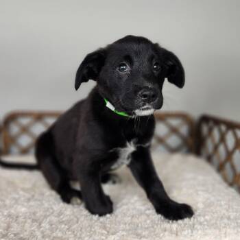 Bubble -  Black Labrador Retriever Dog for Adoption in Fort Wayne, Indiana - Bubble | PetCurious