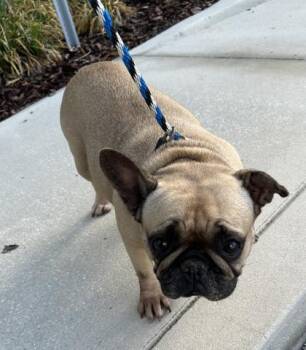 Nixie Dewdrop -  American Bulldog and Mixed Breed Dog for Adoption in Largo, Florida - Nixie Dewdrop | PetCurious