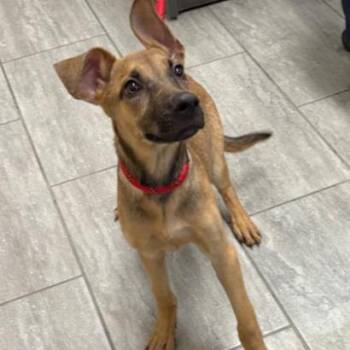 Khloe -  German Shepherd Dog and Mixed Breed Dog for Adoption in Long Beach, California - Khloe | PetCurious