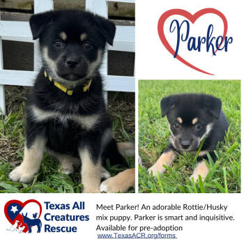 Rescue Husky and Rottweiler Dogs for Adoption in Alvarado, Texas - Parker | PetCurious