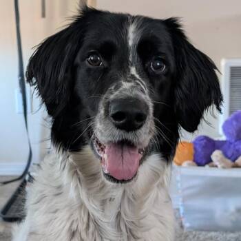 Ruby -  English Setter and Border Collie Dog for Adoption in Cashmere, Washington - Ruby | PetCurious