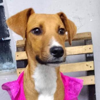 Gigi -  Mixed Breed Dog for Adoption in Plainfield, Illinois - Gigi | PetCurious