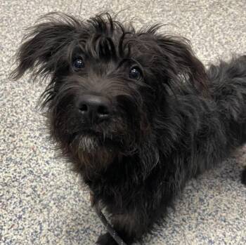 Mavis -  Terrier Dog for Adoption in Golden, Colorado - Mavis | PetCurious