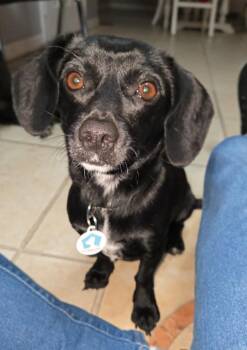 Dachshund Dogs Available for Adoption in Osteen, Florida - Madison | PetCurious