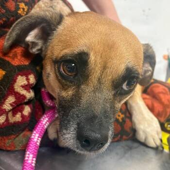 Addie -  Mixed Breed Dog for Adoption in Yuma, Arizona - Addie | PetCurious