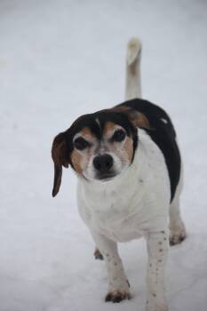 Beagle Dogs Available for Adoption - Bear & Dexter | PetCurious