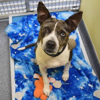 PUMPKIN -  Catahoula Leopard Dog and Mixed Breed Dog for Adoption in St. Louis, Missouri - PUMPKIN | PetCurious