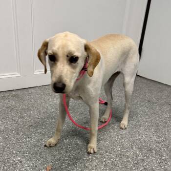 Labrador Retriever Dogs Available for Adoption in Houston, Texas - Sissy | PetCurious