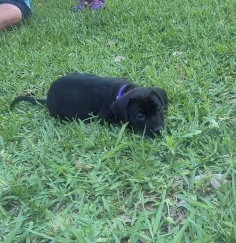 Labrador Retriever Dogs Available for Adoption in The Woodlands, Texas - Athena | PetCurious