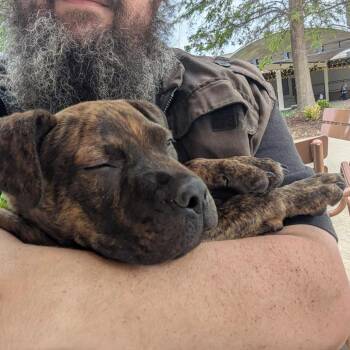 Pit Bull Terrier and Mixed Breed Dogs Available for Adoption in Fayetteville, Arkansas - Mushu | PetCurious