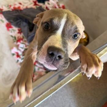 Boxer and Terrier Dogs Available for Adoption in Columbia, Illinois - Squirmy | PetCurious