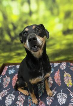 Billie -  Labrador Retriever and Doberman Pinscher Dog for Adoption in Little Rock, Arkansas - Billie | PetCurious