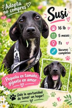 Susi -  Labrador Retriever and Dachshund Dog for Adoption in New York, New York - Susi | PetCurious