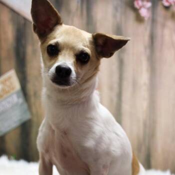 Chihuahua Dogs Available for Adoption in Casa Grande, Arizona - Chip | PetCurious