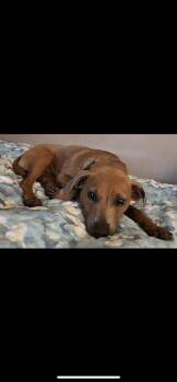 Chihuahua and Dachshund Dogs Available for Adoption - Chanel | PetCurious