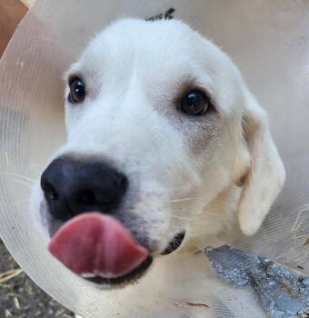 Arnold -  Great Pyrenees Dog for Adoption in Lafayette, California - Arnold | PetCurious