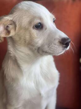 Rescue Yellow Labrador Retriever Dogs for Adoption in San Diego, California - Calvin | PetCurious