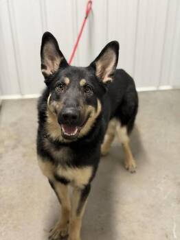 German Shepherd Dog Dogs Available for Adoption - Mars | PetCurious