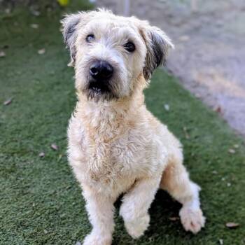 Hufflepuff -  Wheaten Terrier Dog for Adoption in Port Richey, Florida - Hufflepuff | PetCurious