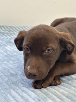 Labrador Retriever Dogs Available for Adoption - Stella Bella | PetCurious