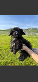 Poodle and Mixed Breed Dogs Available for Adoption - Mykonos | PetCurious