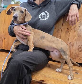 Dachshund Dogs Available for Adoption in Parsons, Kansas - Fanny | PetCurious