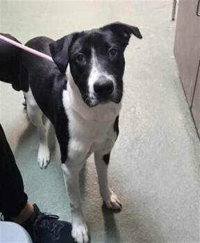 A176683 -  Mixed Breed Dog for Adoption in Santa Fe, New Mexico - A176683 | PetCurious