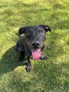Labrador Retriever and Mixed Breed Dogs Available for Adoption in Thousand Palms, California - ASHLEY | PetCurious