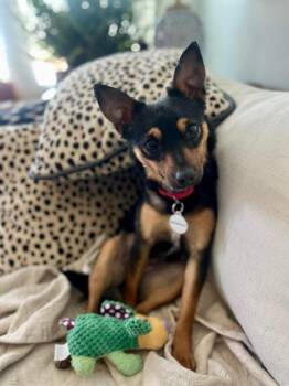 Feist Dogs Available for Adoption in Wilmington, North Carolina - Tiny | PetCurious