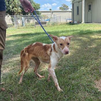 Cleopatra -  Mixed Breed Dog for Adoption in Buffalo, Minnesota - Cleopatra | PetCurious