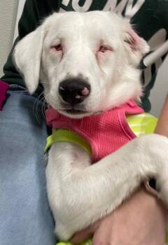 Australian Shepherd and Labrador Retriever Dogs Available for Adoption in Fall River, Massachusetts - Amaya | PetCurious